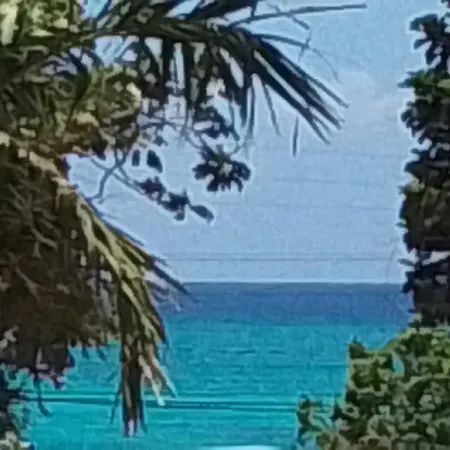 Chatham Palms